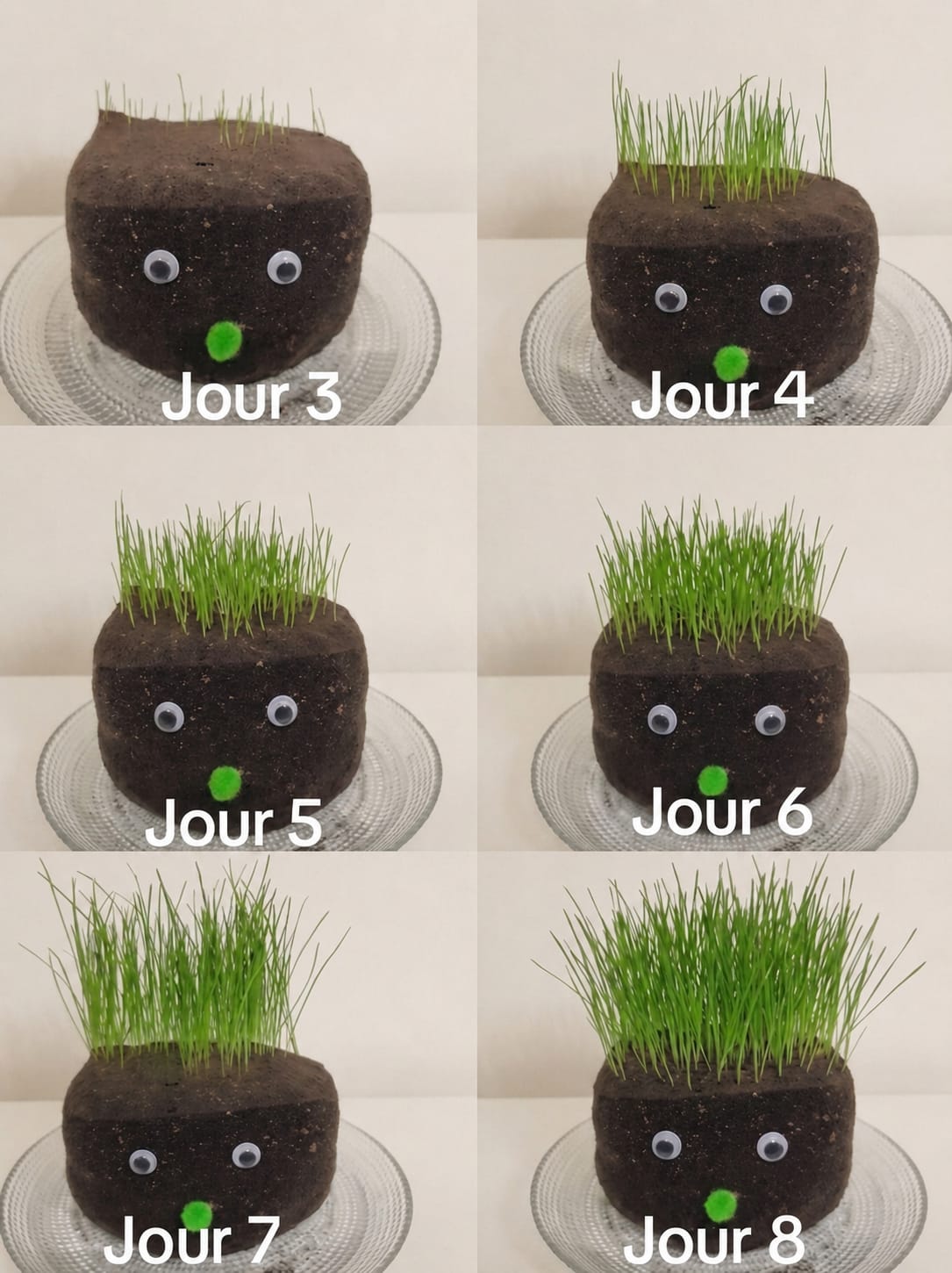 🌱 MONSIEUR & MADAME GAZON